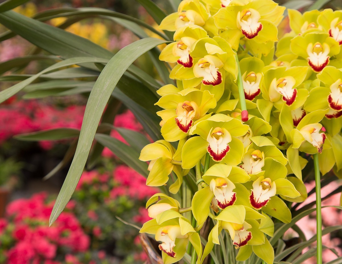 2018-02-16恭贺新禧