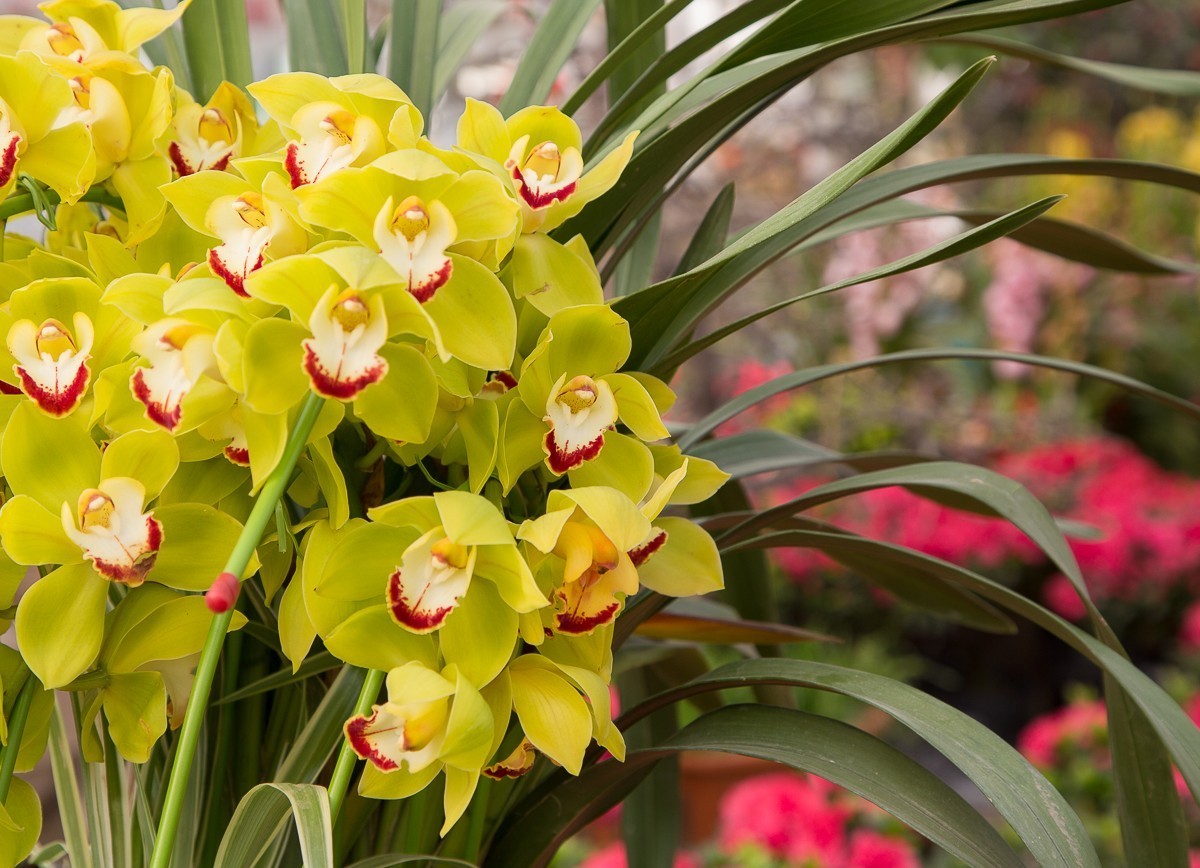 2018-02-16恭贺新禧