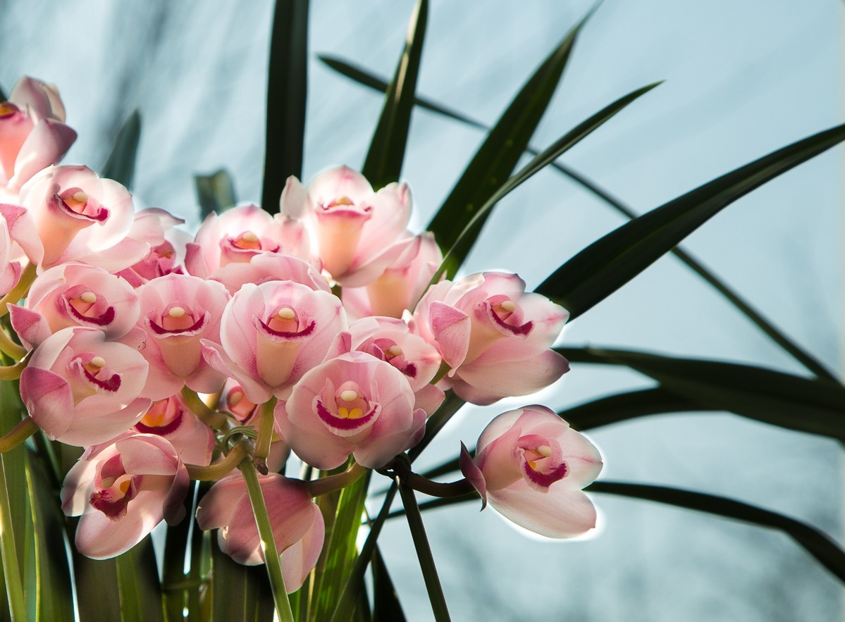 2018-02-16恭贺新禧