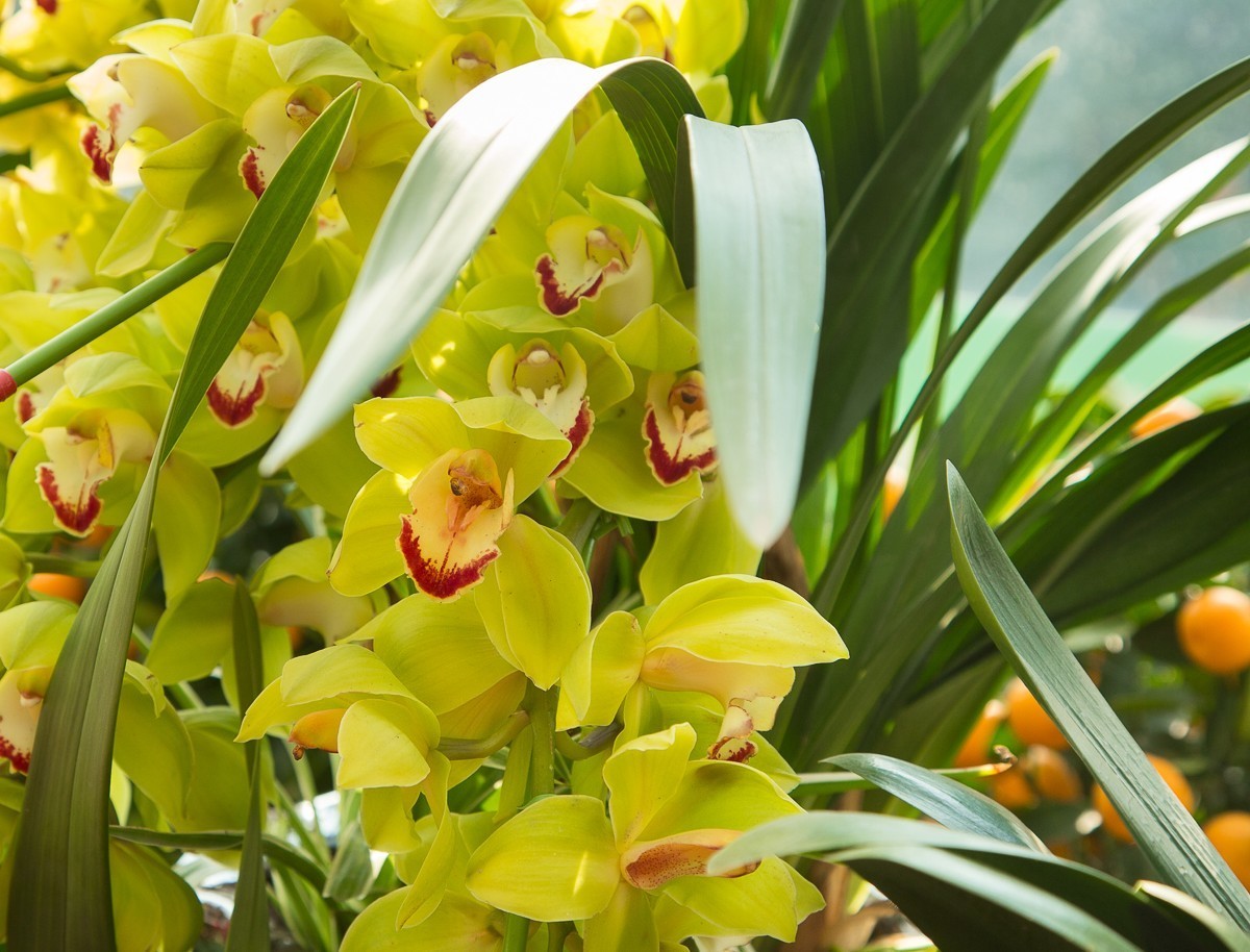 2018-02-16恭贺新禧