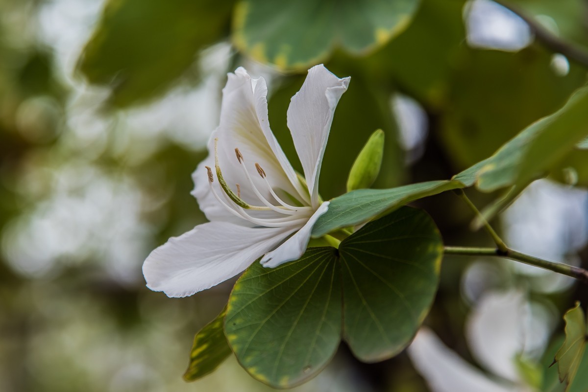 鏡頭裡第316號白花羊蹄甲一