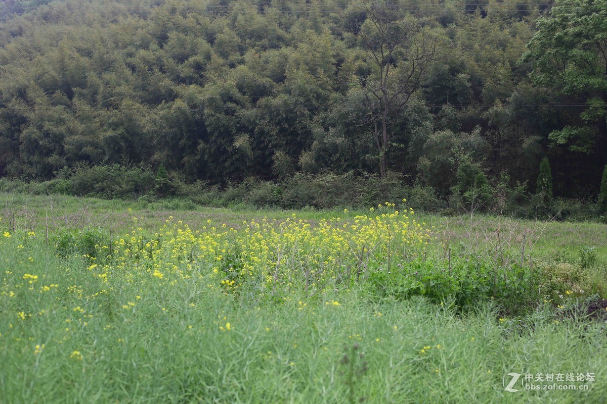 阴雨轻雾江南原野
