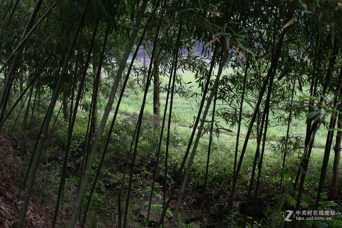 阴雨轻雾江南原野
