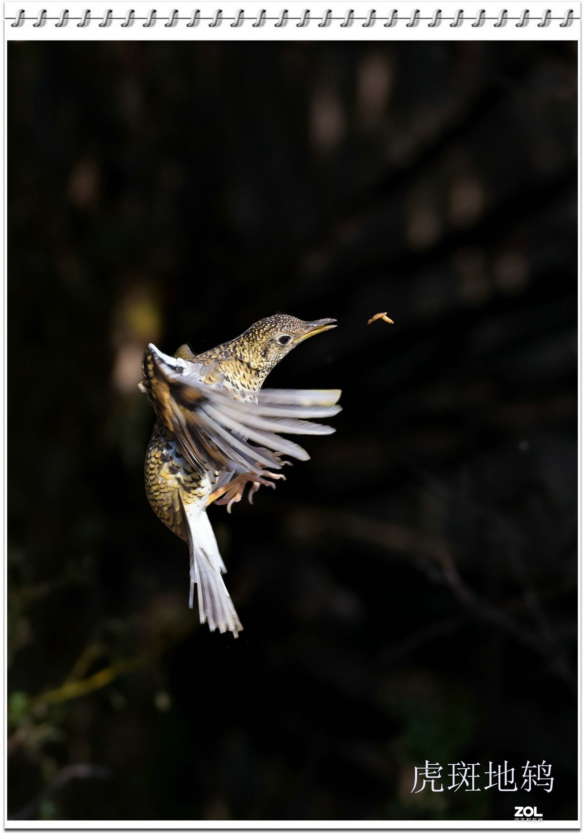 几幅D750拍的虎斑地鸫鸟