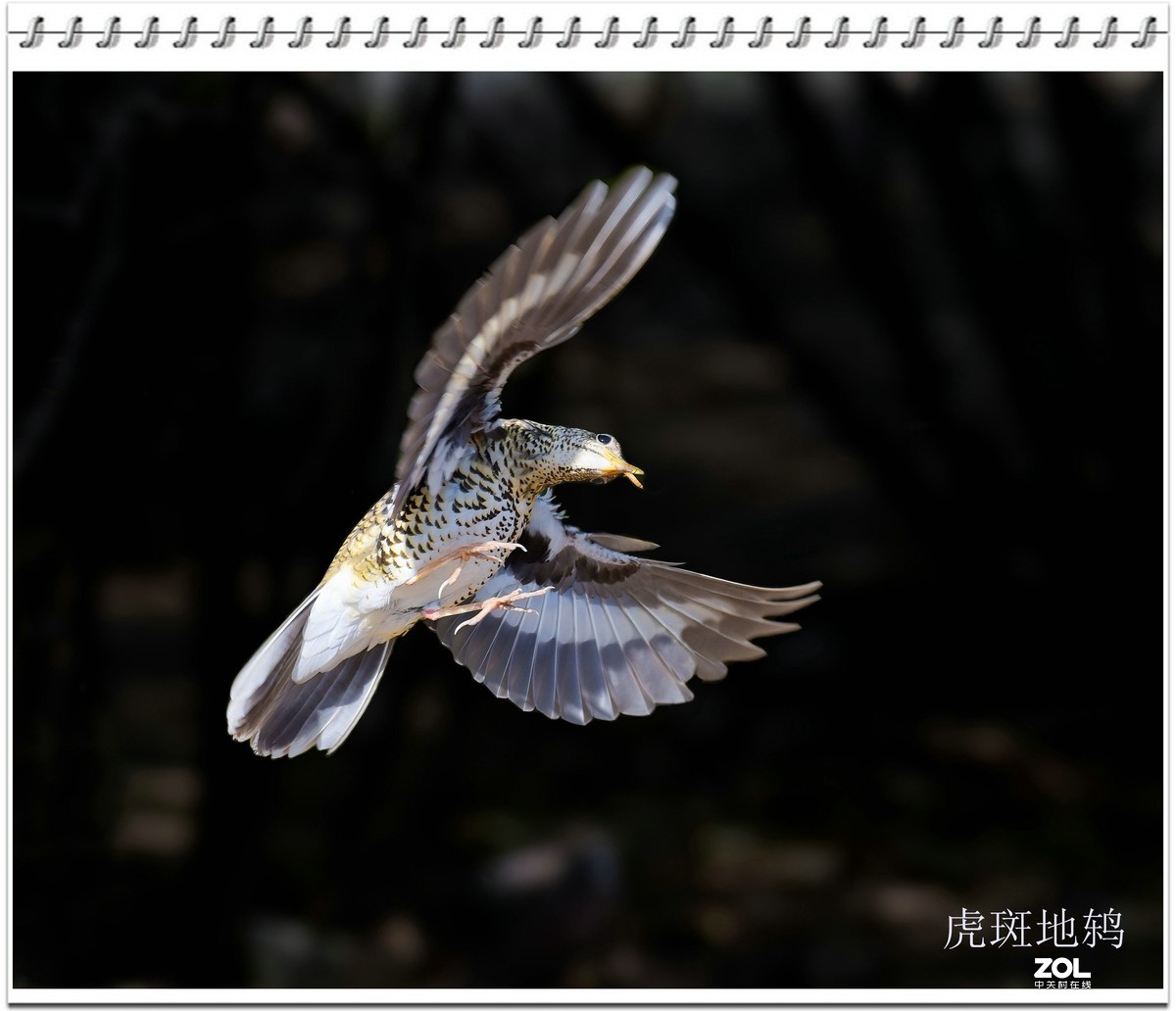 几幅D750拍的虎斑地鸫鸟