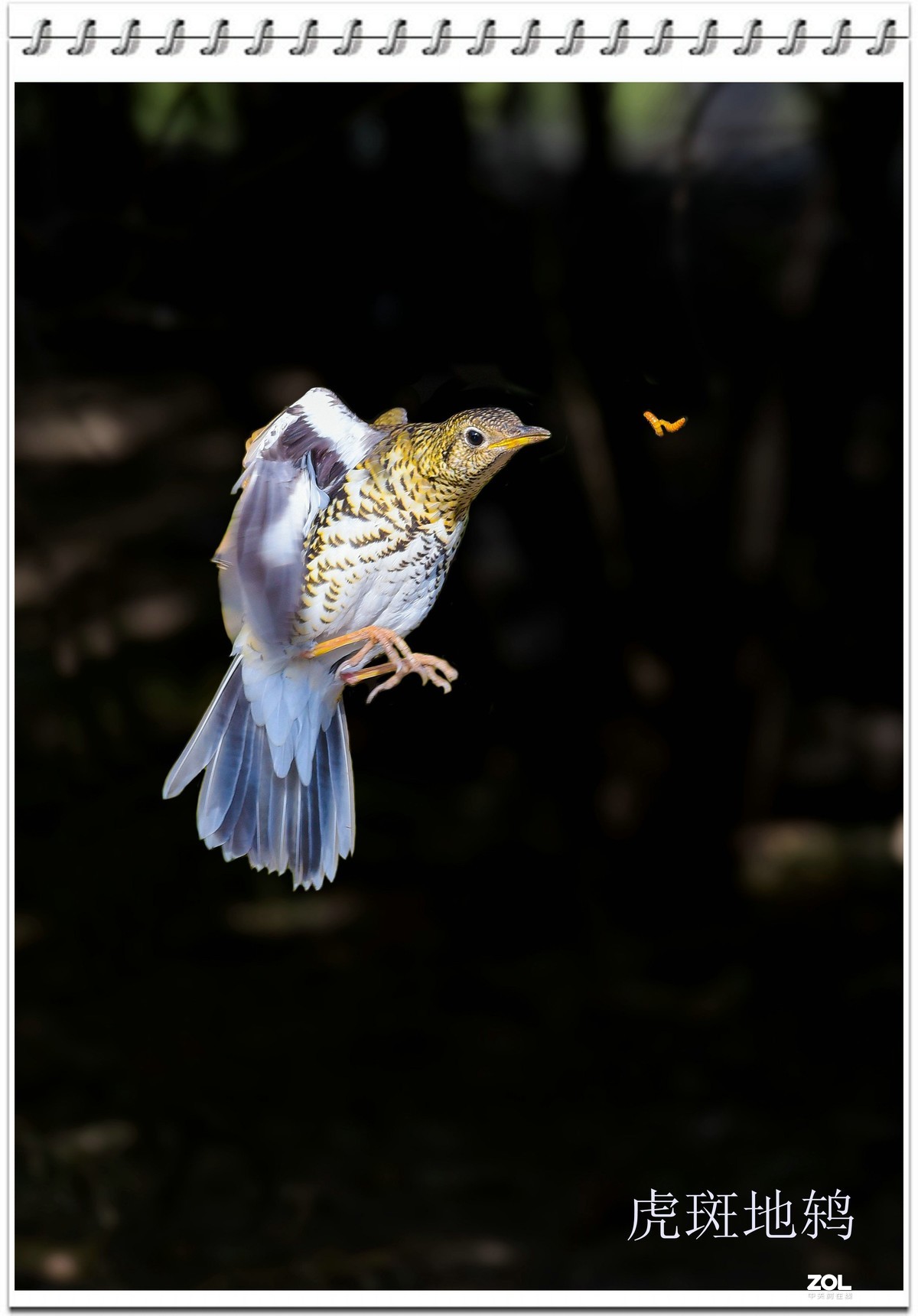 几幅D750拍的虎斑地鸫鸟
