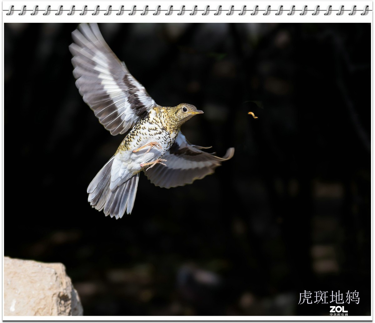 几幅D750拍的虎斑地鸫鸟