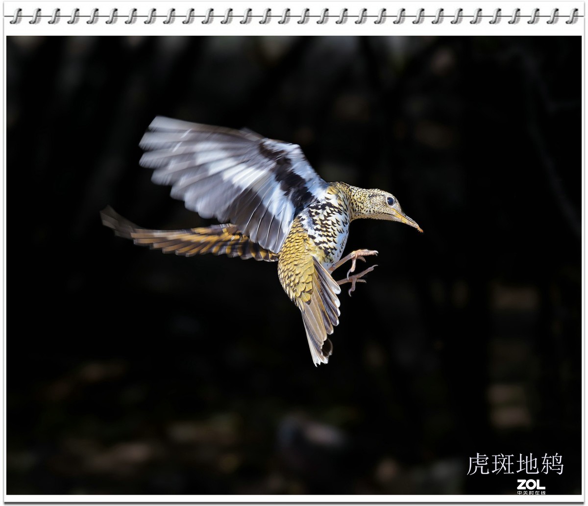 几幅D750拍的虎斑地鸫鸟