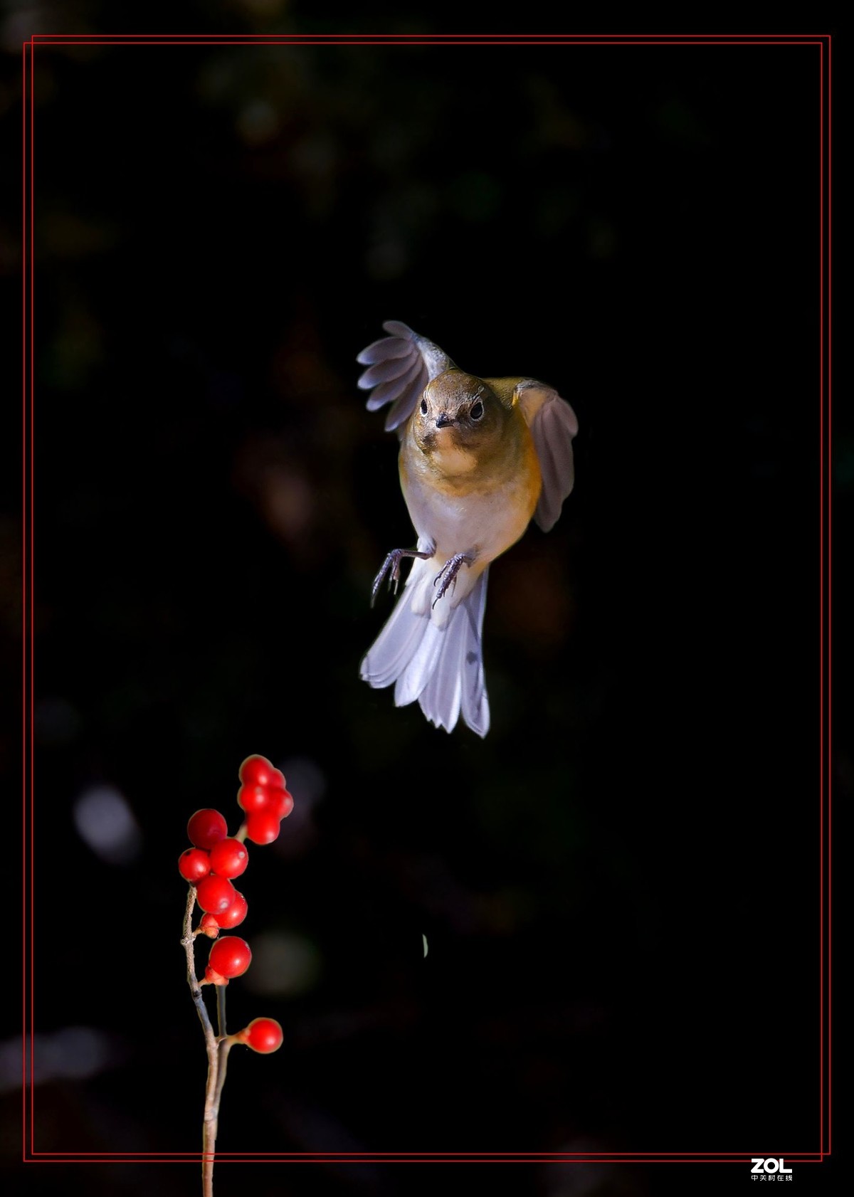 几幅D750拍的红胁蓝尾鸟