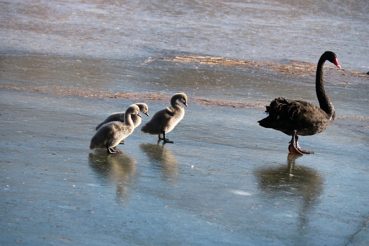 跌倒了不怕，爬起来再前行！