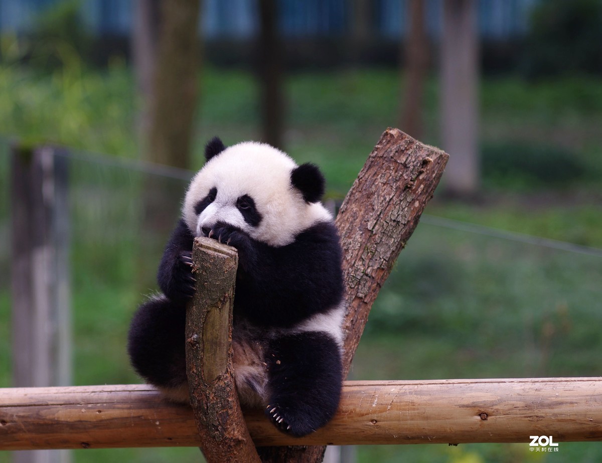 半岁的熊猫幼崽