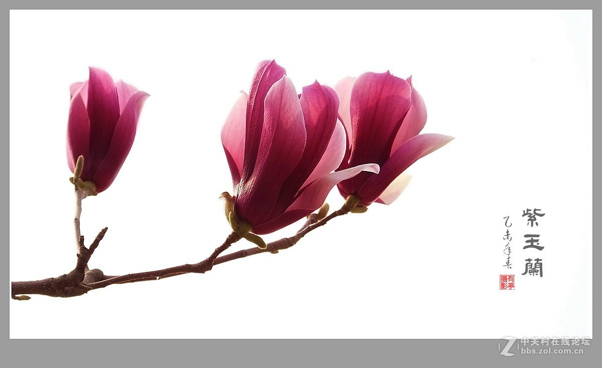 紫玉兰(2015)-恭贺“山野上”荣任版主！