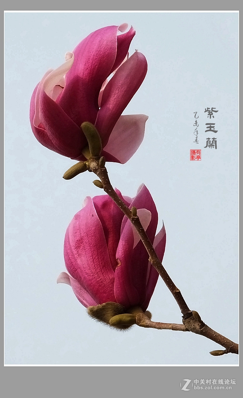 紫玉兰(2015)-恭贺“山野上”荣任版主！