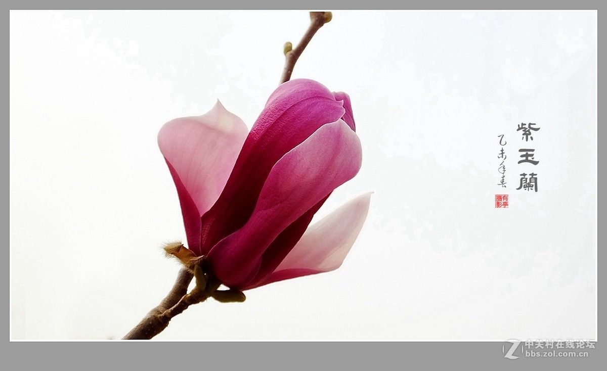 紫玉兰(2015)-恭贺“山野上”荣任版主！