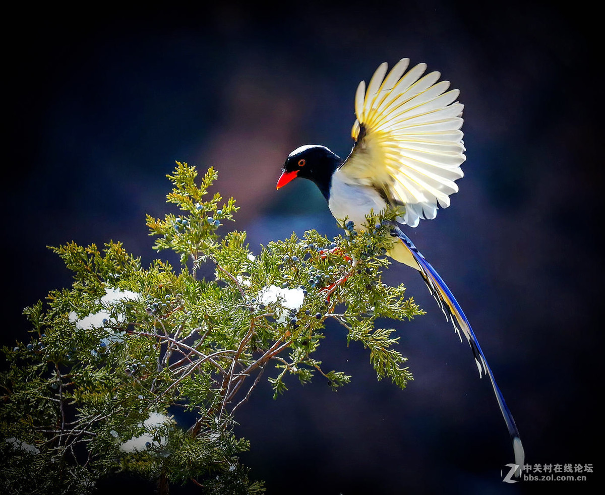 动物植物论坛八月份优秀作品选