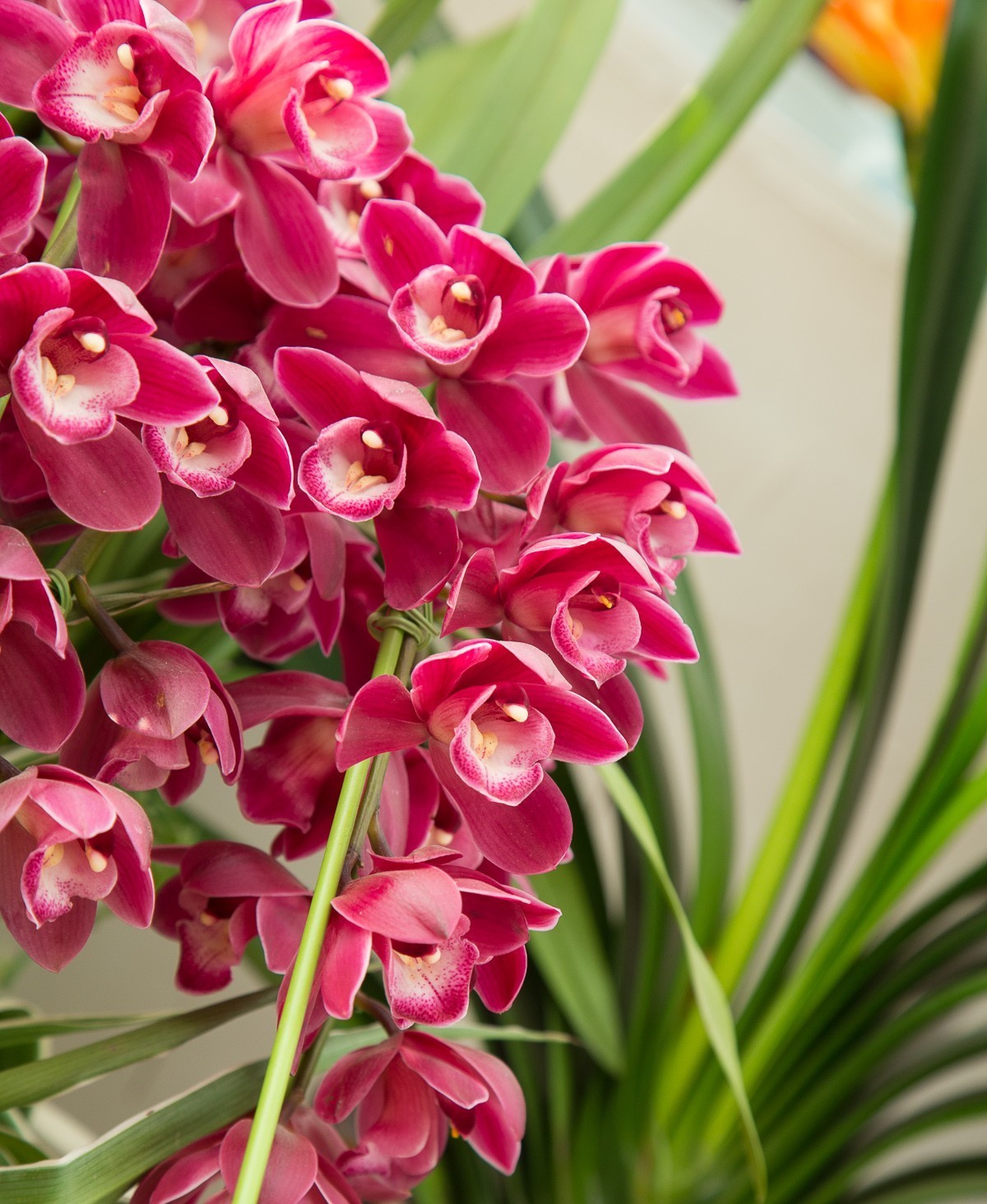 2018-02-16恭贺新禧