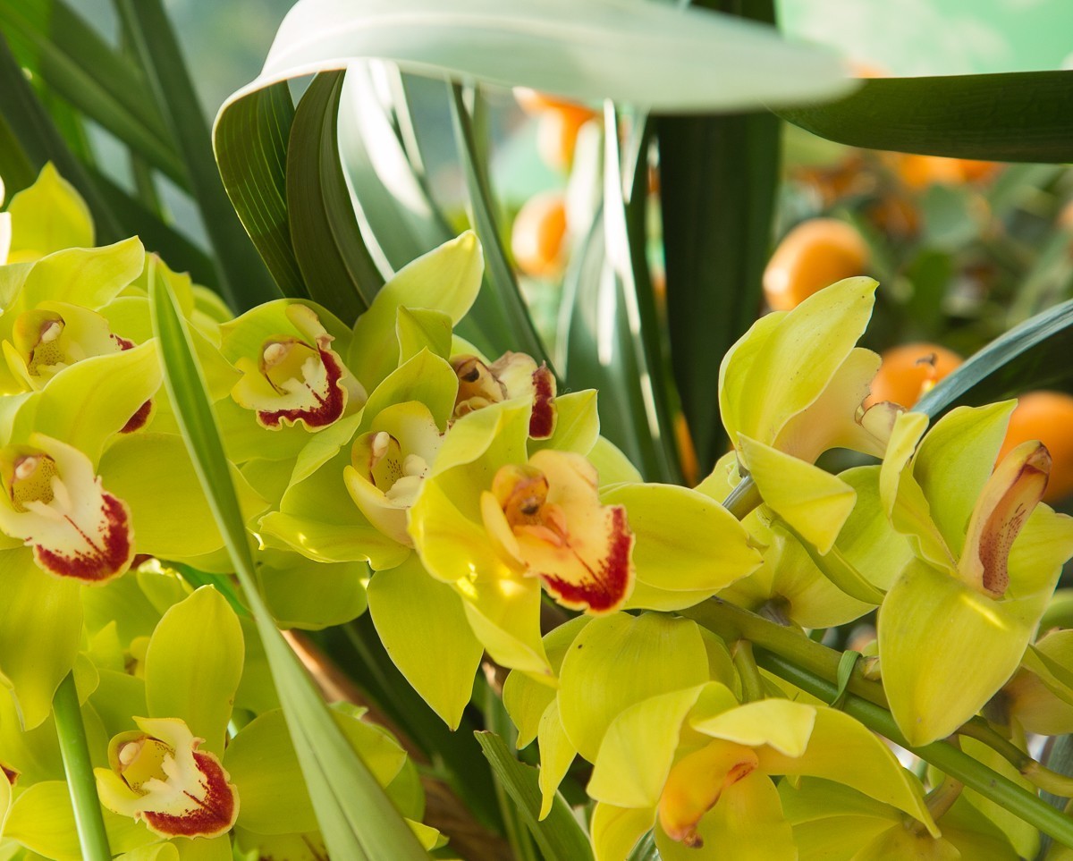 2018-02-16恭贺新禧