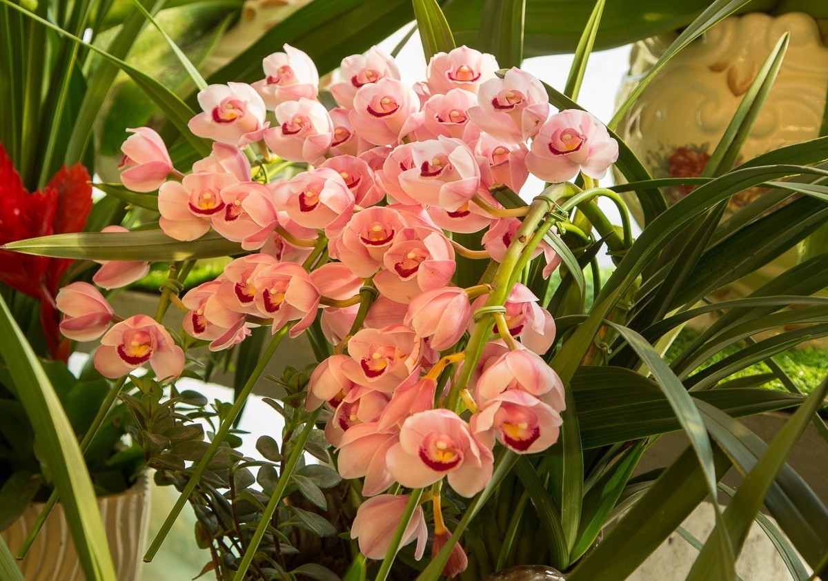 2018-02-16恭贺新禧