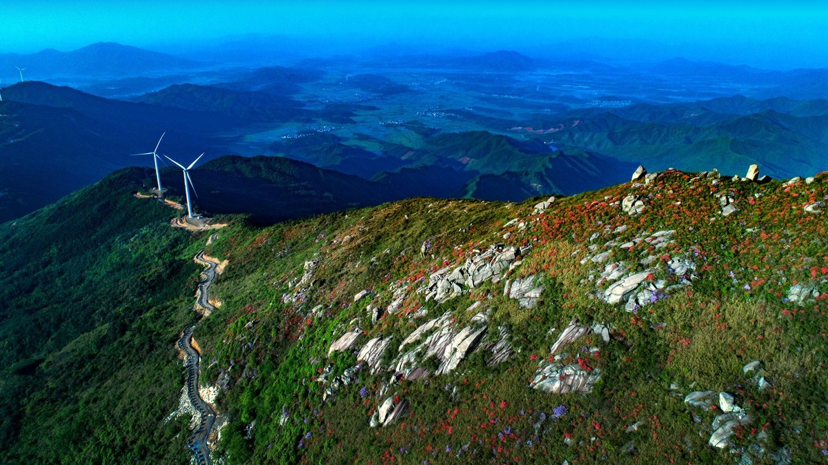 江西新干最美人间四月天燥石杜鹃分外红