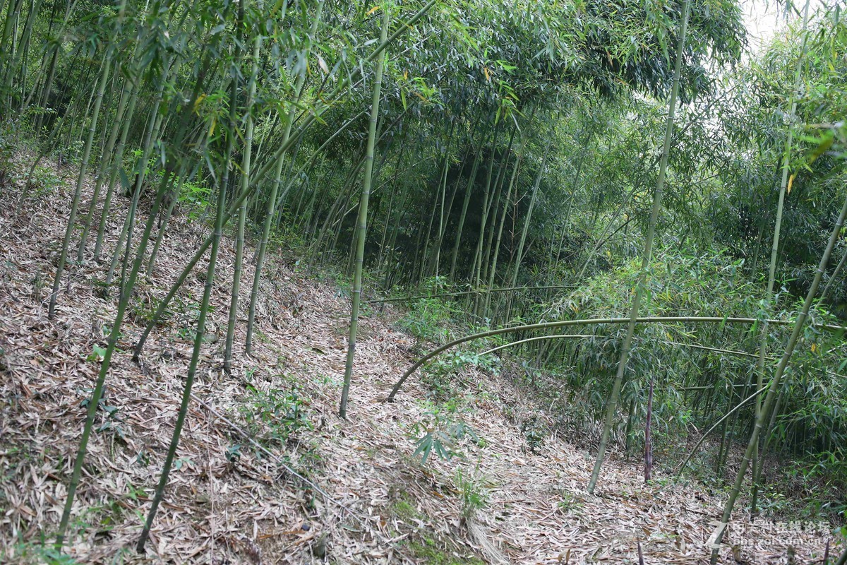阴雨轻雾江南原野