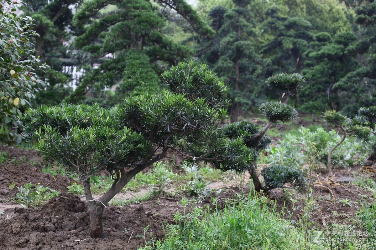 阴雨轻雾江南原野