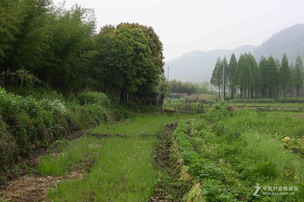 阴雨轻雾江南原野