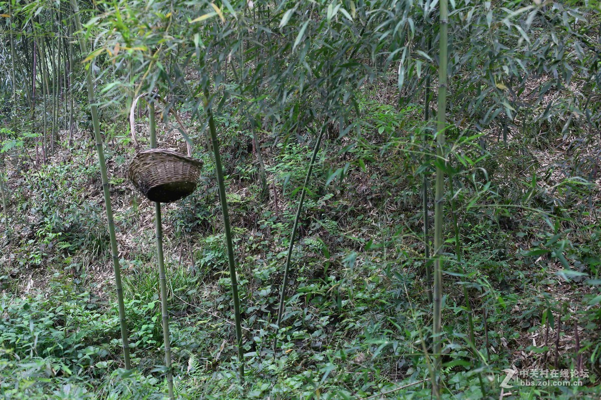 阴雨轻雾江南原野
