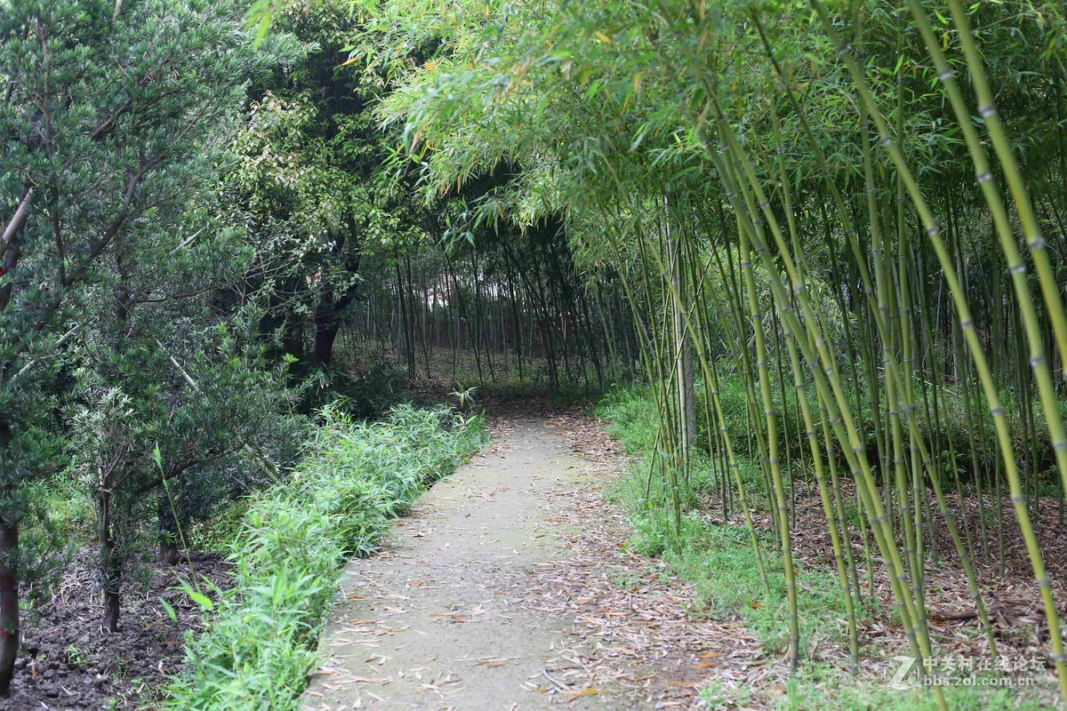 阴雨轻雾江南原野