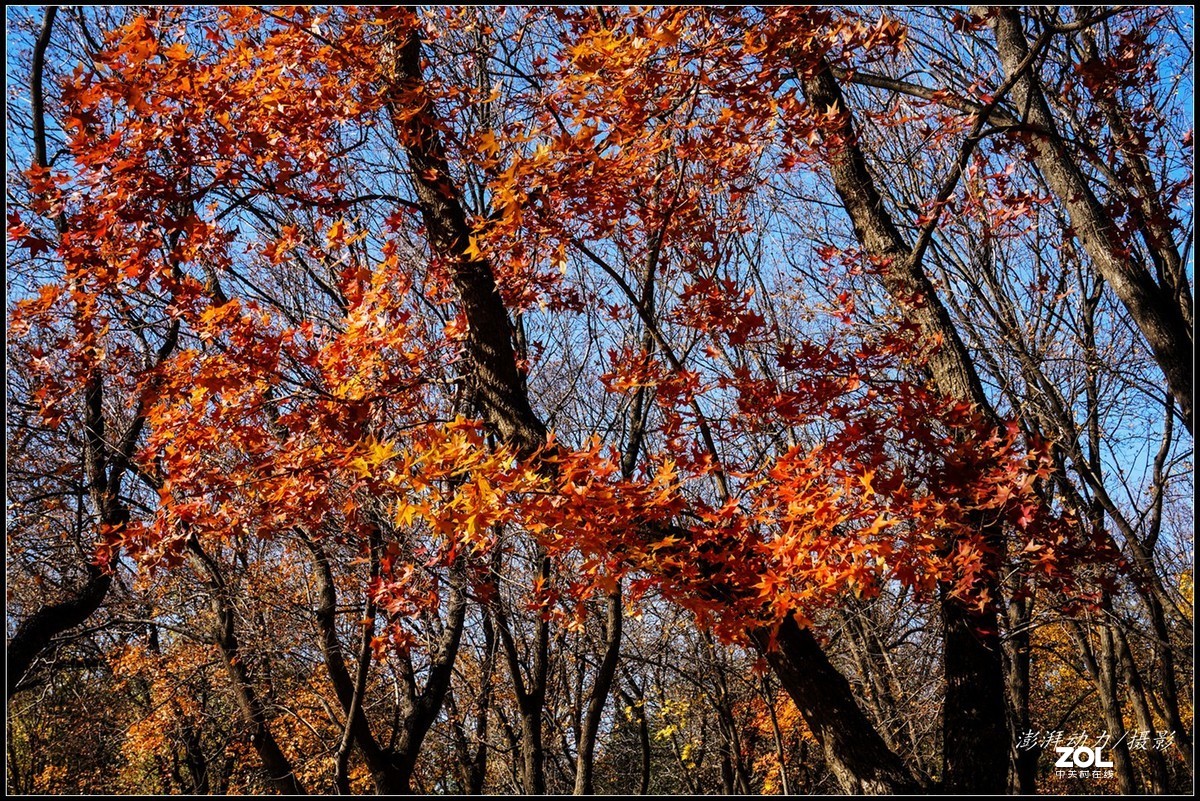 #ZOL月赛晒秋# 金色圆明园之浓墨重彩 三