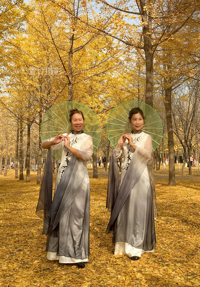 #ZOL月赛晒秋# 银杏林里秋韵美