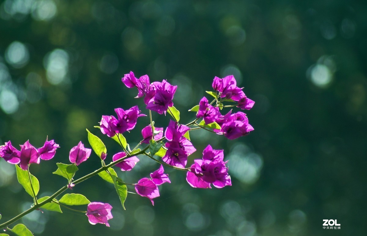 #版主坐堂#小五星空(中国)2019年十一月精品荟萃