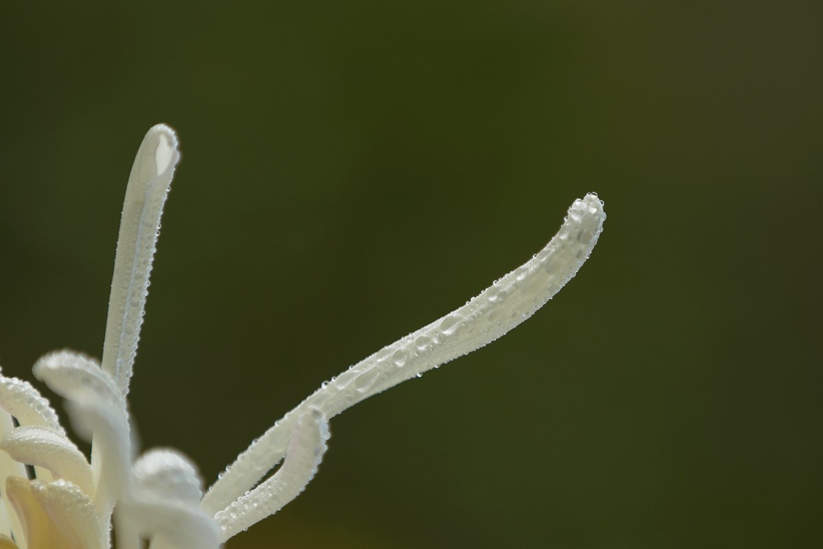 菊瓣
