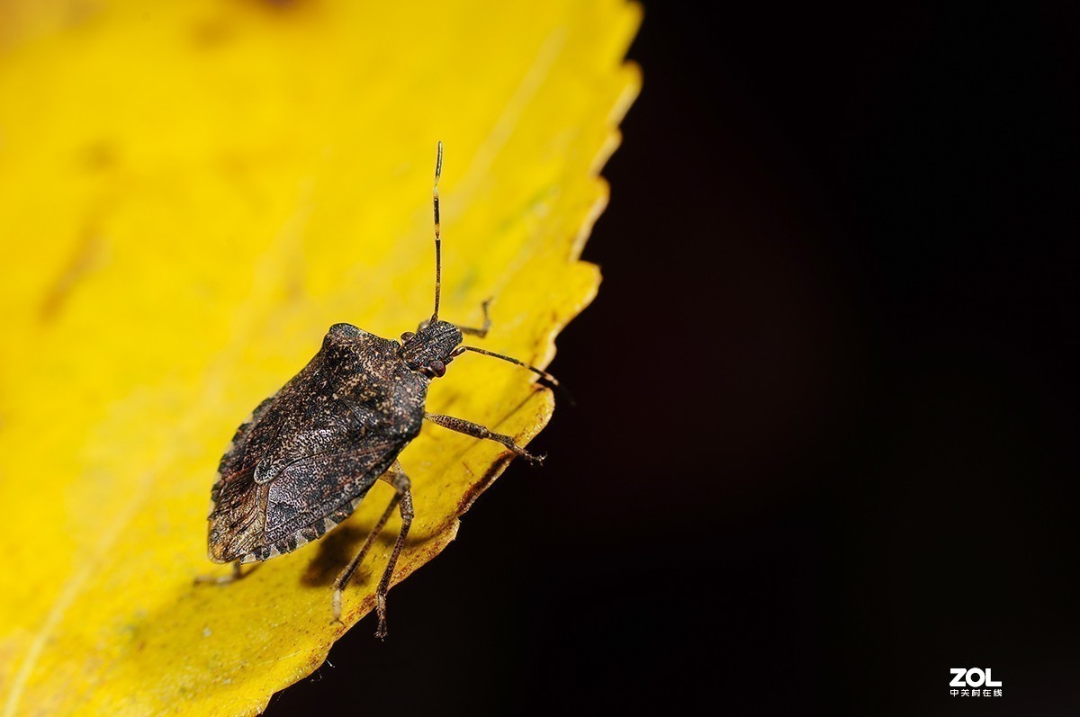 #版主坐堂#小五星空(中国)2019年十一月精品荟萃