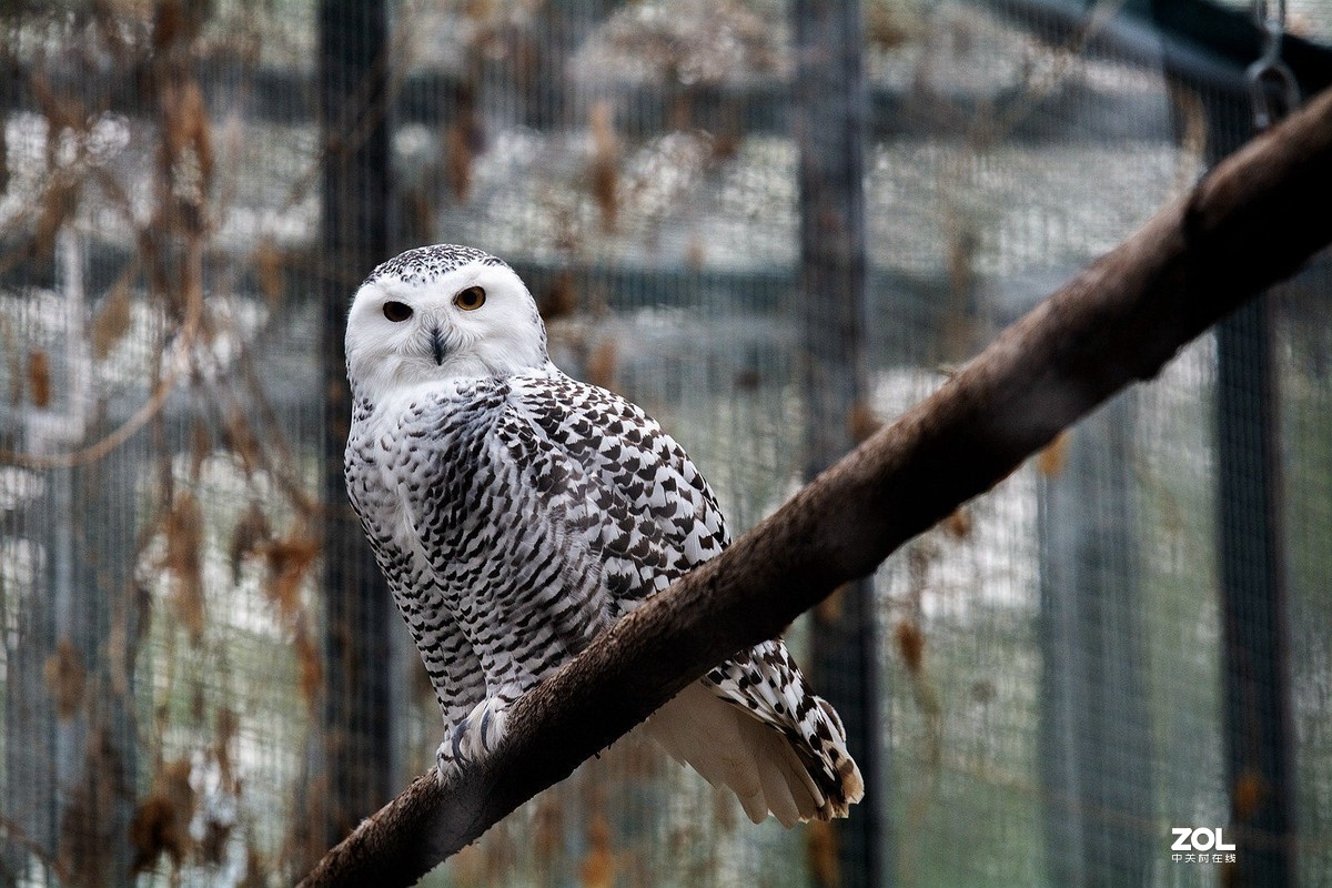 #版主坐堂#小五星空(中国)2019年十一月精品荟萃