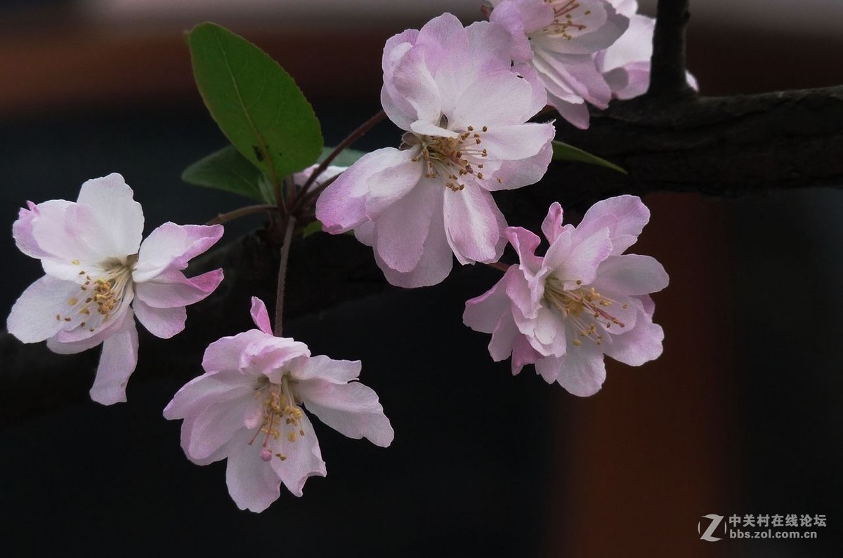 海棠花的花语是什么意思(海棠花的花语是什么?海棠花照片)