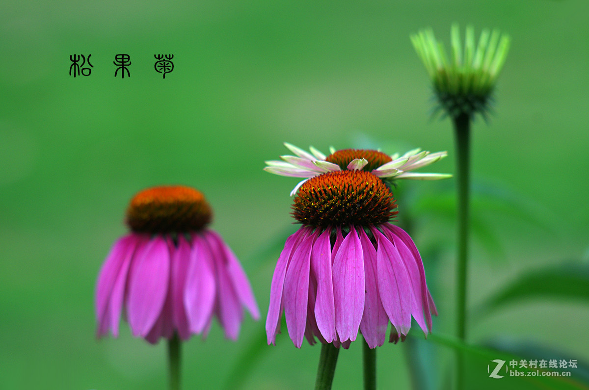 五月花开红似火