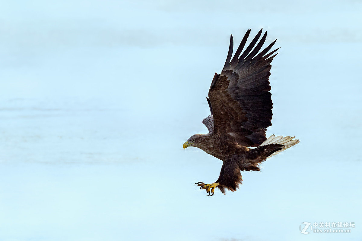 3种国家一级保护动物