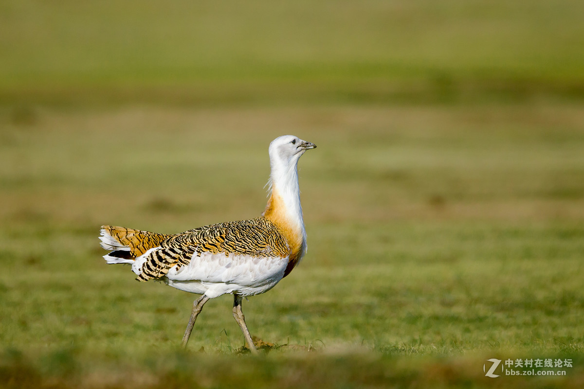 3种国家一级保护动物