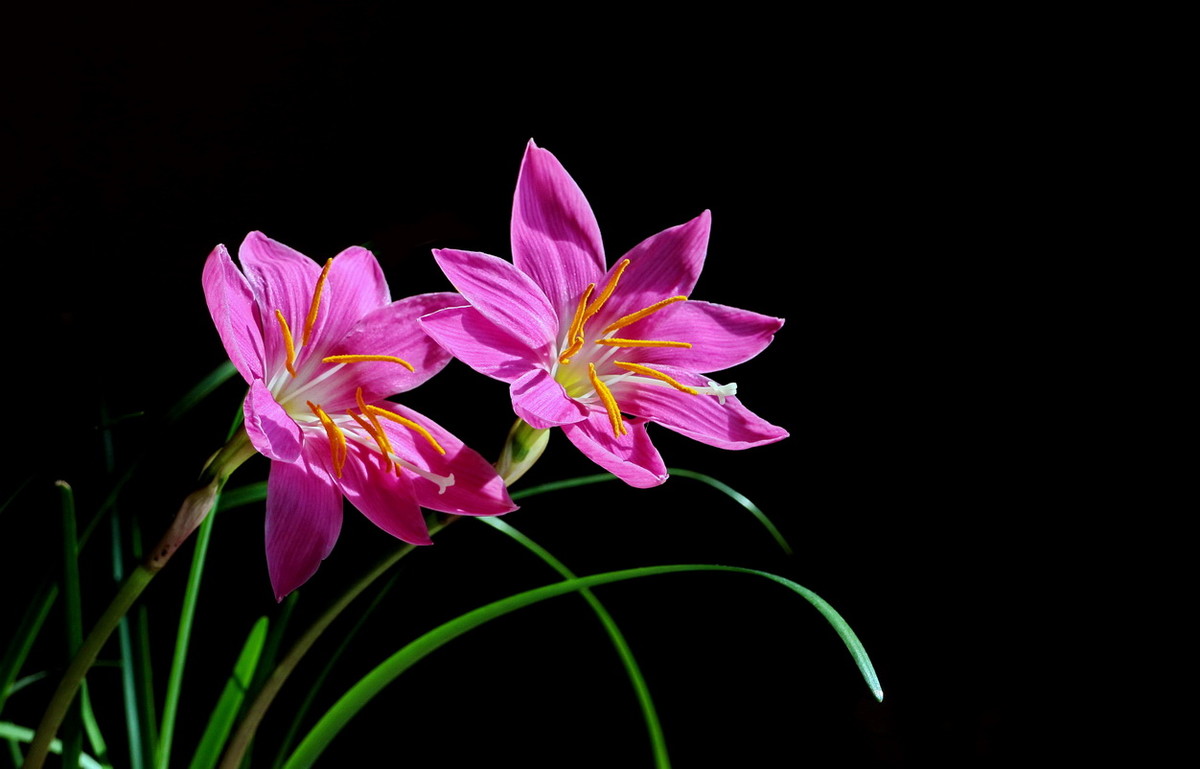 八瓣兰草花