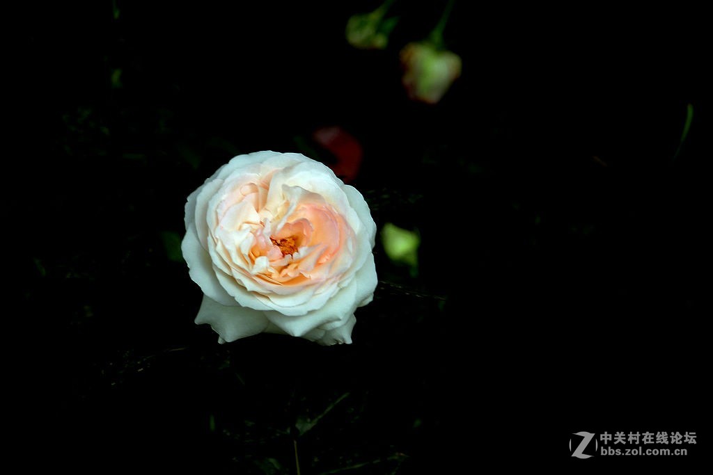 170928-小区月季花-5