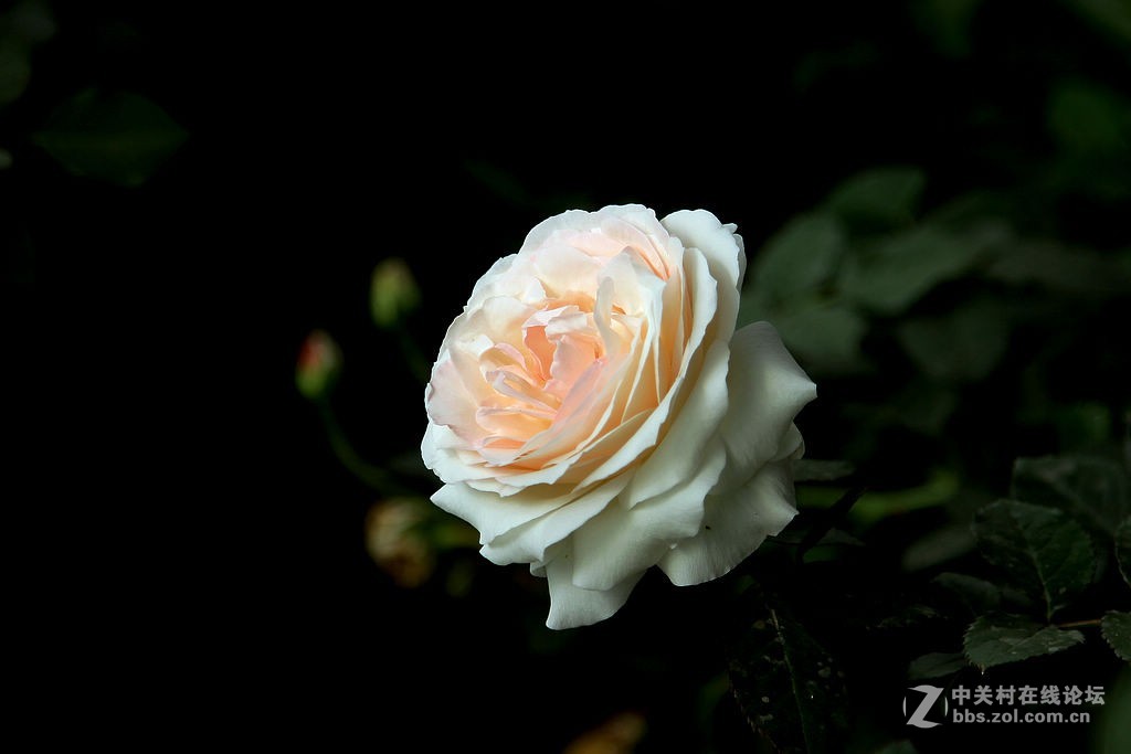 170928-小区月季花-5