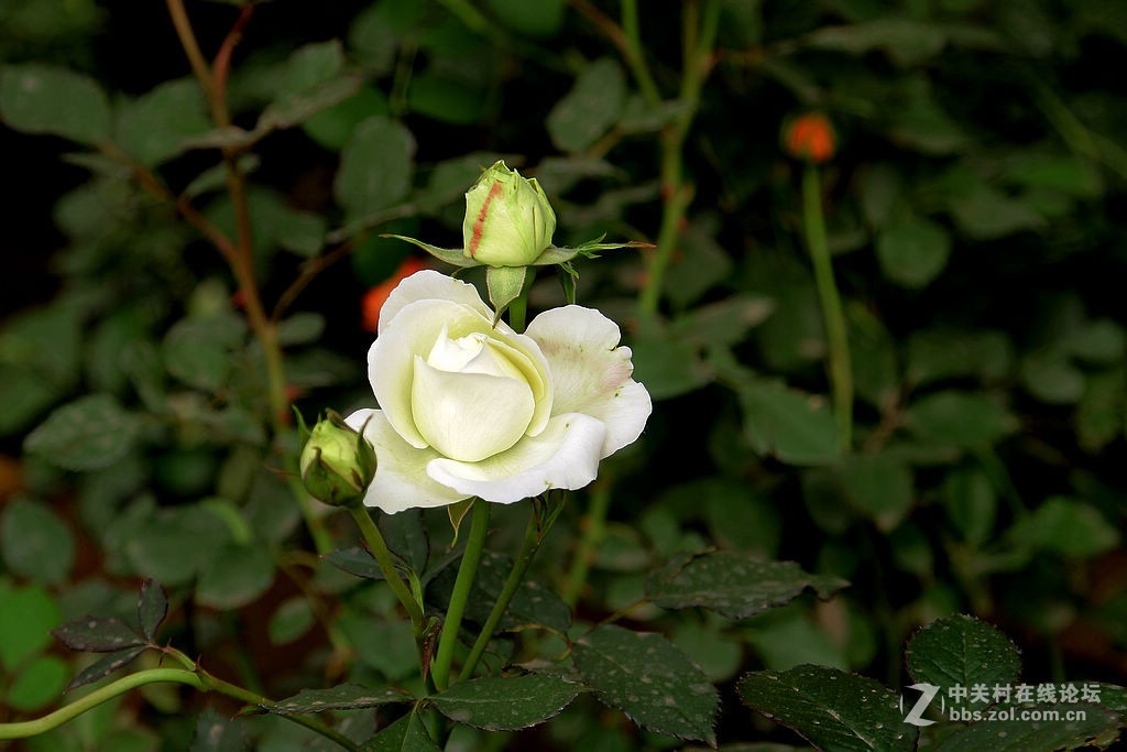 170928-小区月季花-5