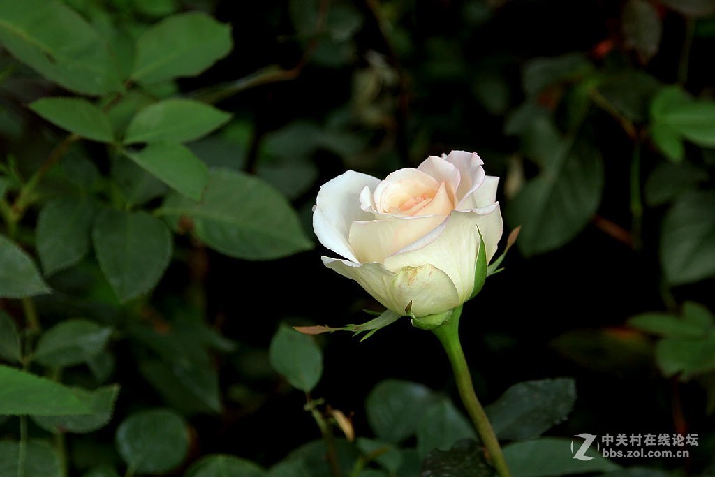 170928-小区月季花-5