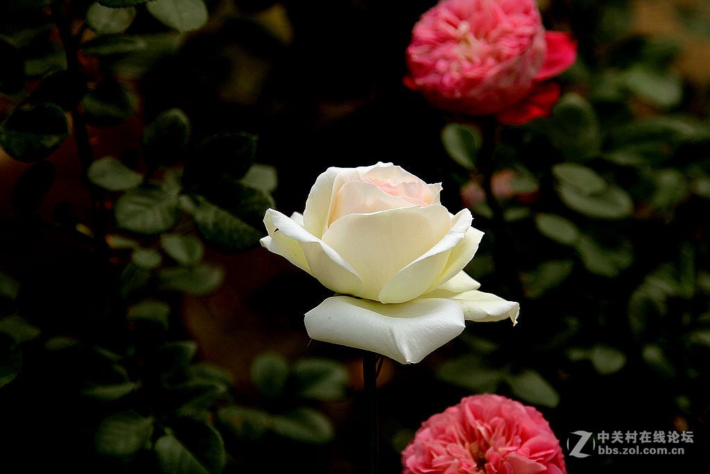 170928-小区月季花-5