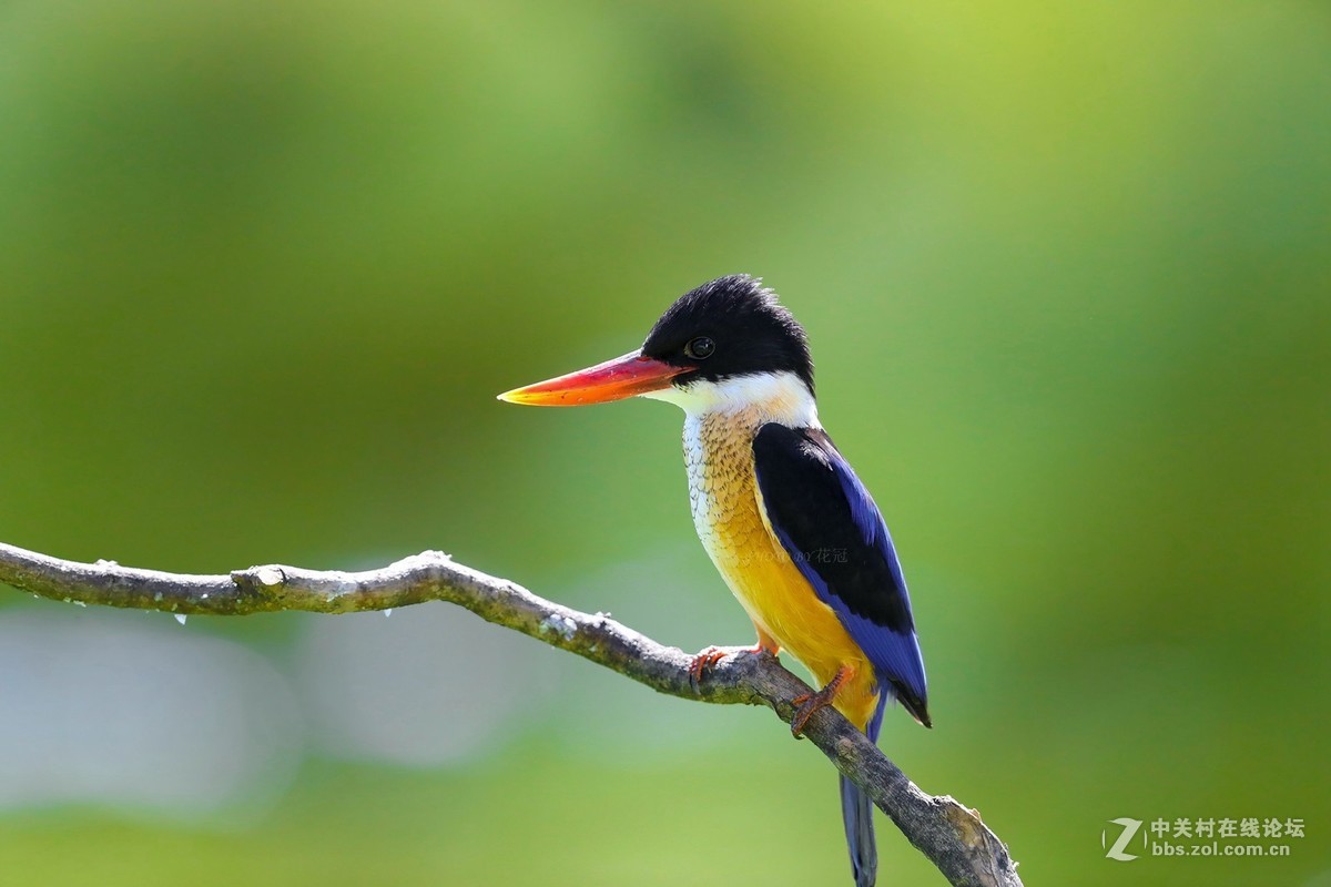 蓝翡翠（1D X Mark II加上EF600mm f/4L IS II USM拍摄）