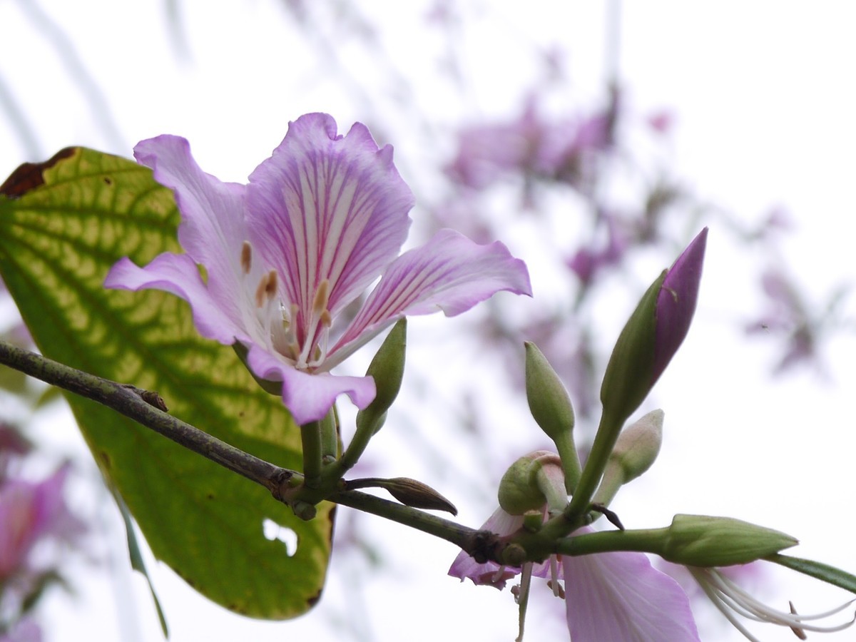 松下GF5拍紫荆花直出，老机不死