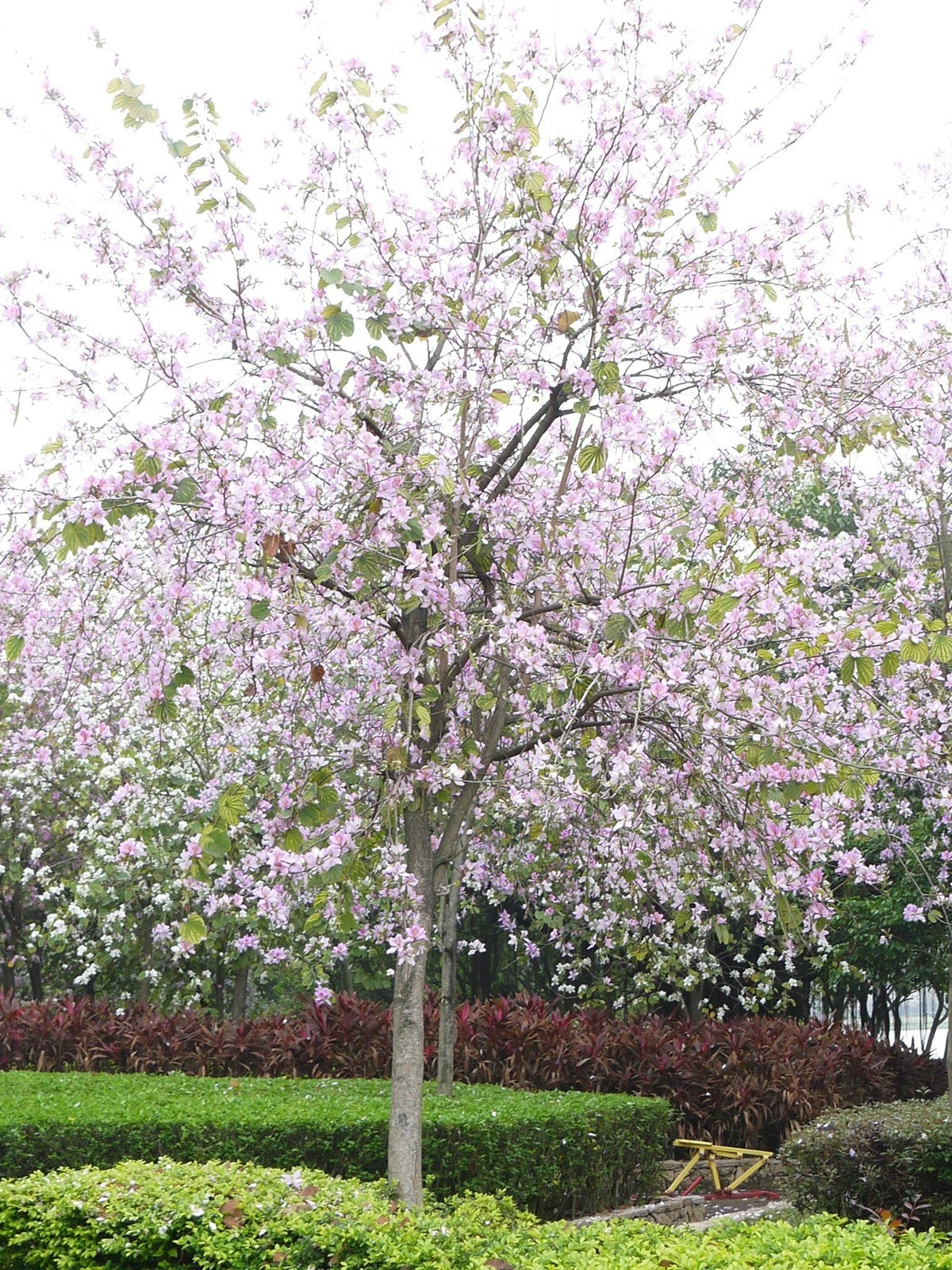 松下GF5拍紫荆花直出，老机不死
