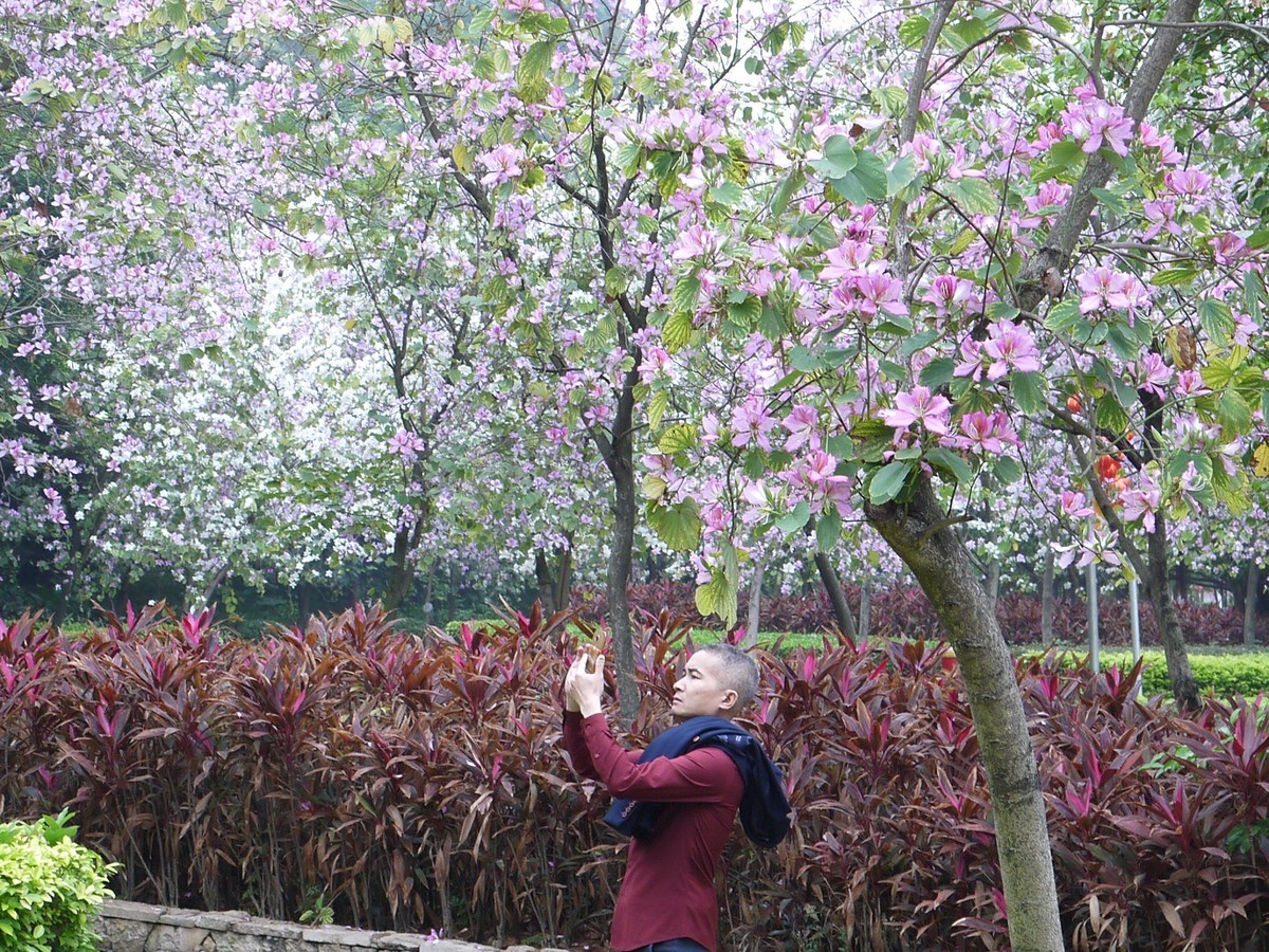 松下GF5拍紫荆花直出，老机不死