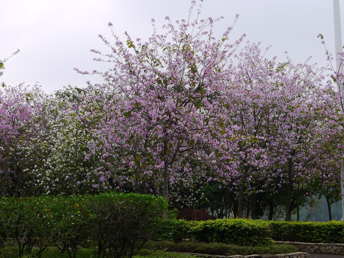 松下GF5拍紫荆花直出，老机不死