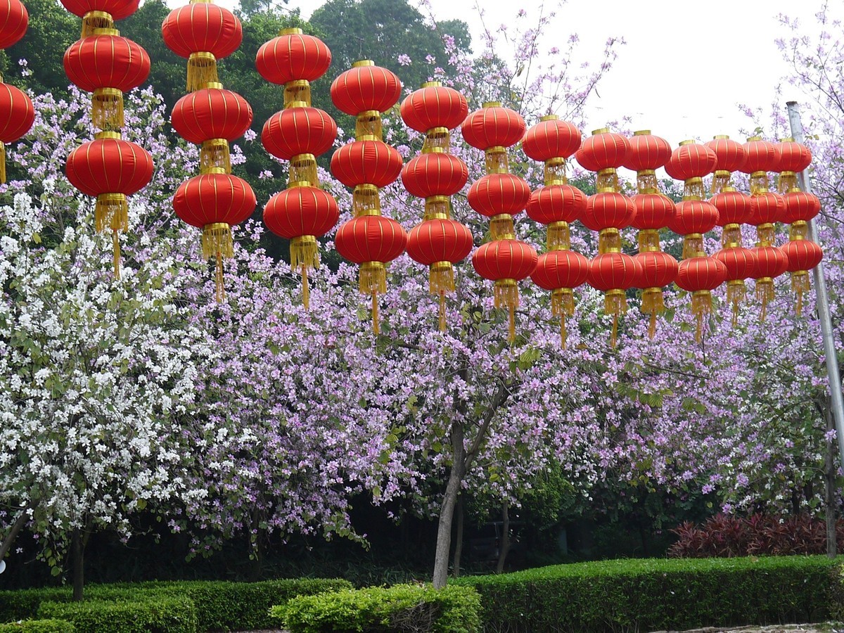 松下GF5拍紫荆花直出，老机不死